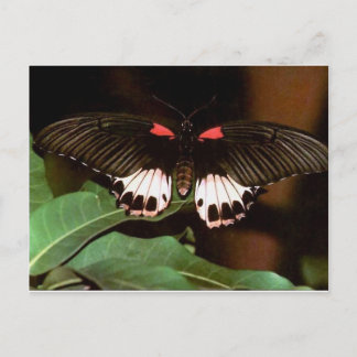 Postal Mariposa