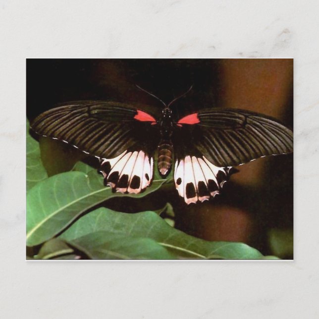 Postal Mariposa (Anverso)