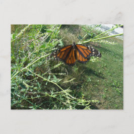 Postal Mariposa