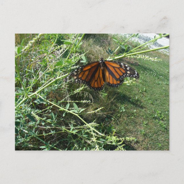 Postal Mariposa (Anverso)