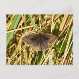Postal Mariposa