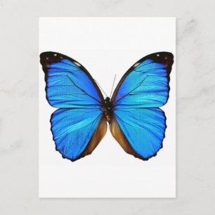 Postal Mariposa