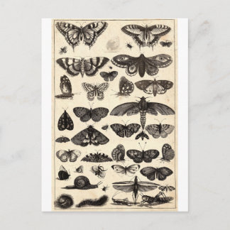 Postal mariposa