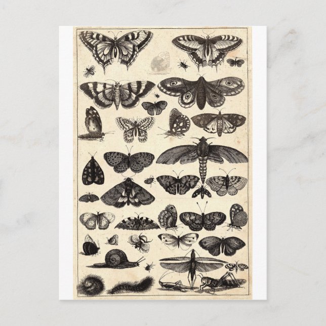 Postal mariposa (Anverso)