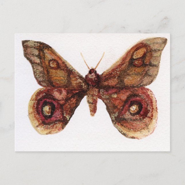 Postal Mariposa (Anverso)