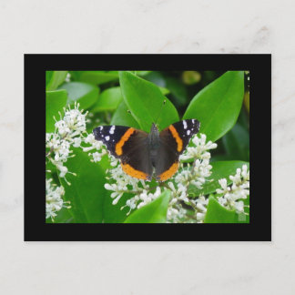 Postal Mariposa
