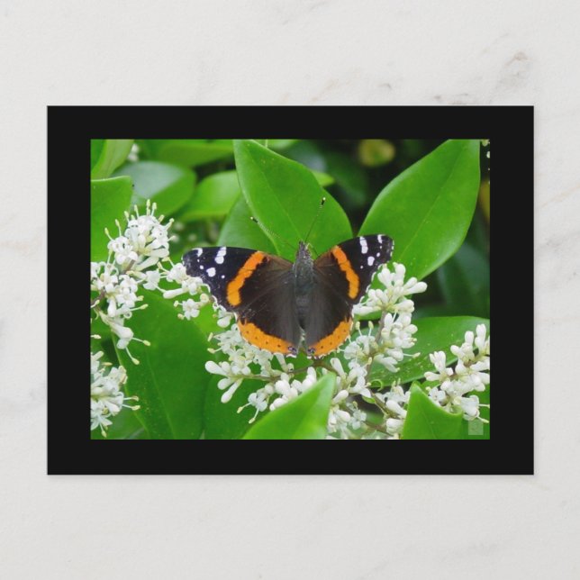 Postal Mariposa (Anverso)
