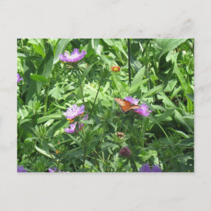 Postal mariposa