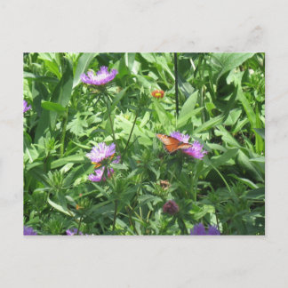 Postal mariposa
