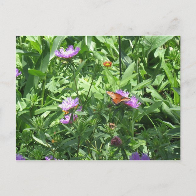 Postal mariposa (Anverso)