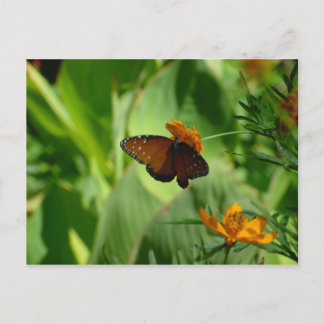 Postal Mariposa