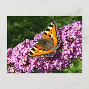 Postal Mariposa