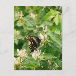 Postal Mariposa