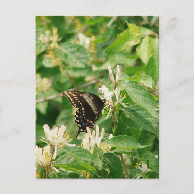 Postal Mariposa (Anverso)
