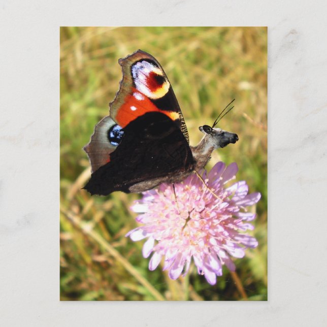 Postal Mariposa (Anverso)