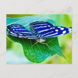 Postal Mariposa