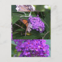 mariposa...