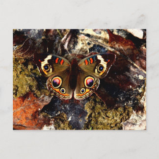 Postal Mariposa