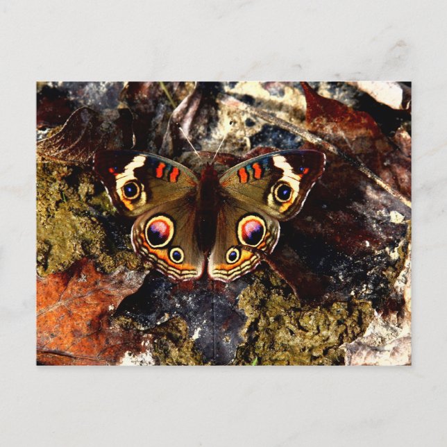 Postal Mariposa (Anverso)