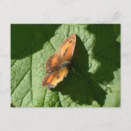 Postal Mariposa