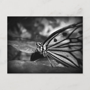 Postal mariposa