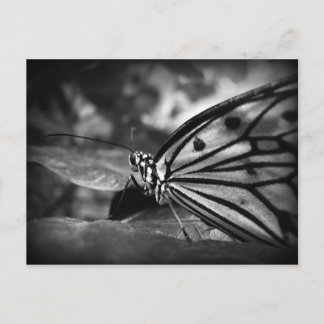 Postal mariposa