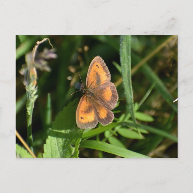 Postal Mariposa (Anverso)