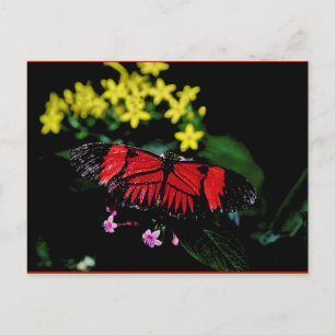 Postal Mariposa