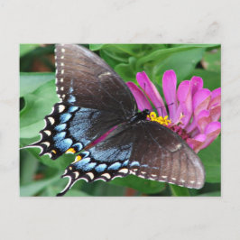 Postal Mariposa