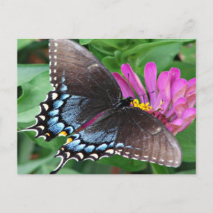 Postal Mariposa