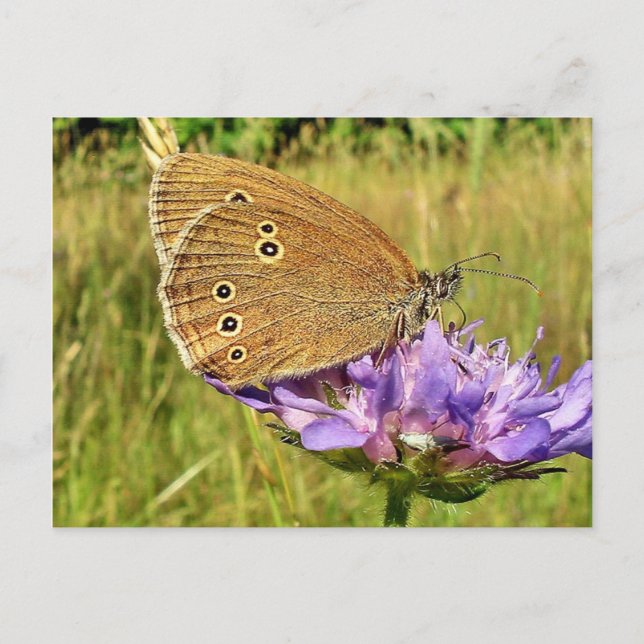 Postal Mariposa (Anverso)