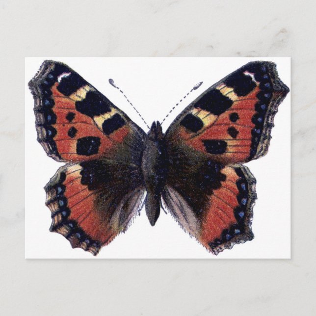 Postal Mariposa (Anverso)