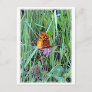 Postal Mariposa