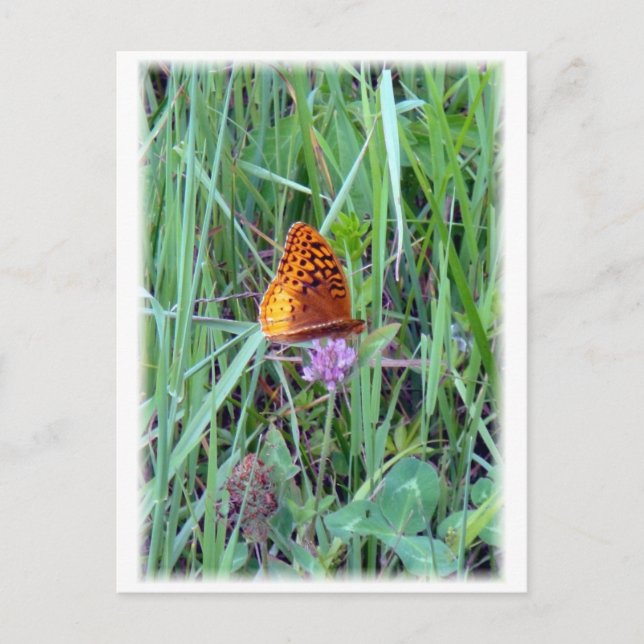 Postal Mariposa (Anverso)