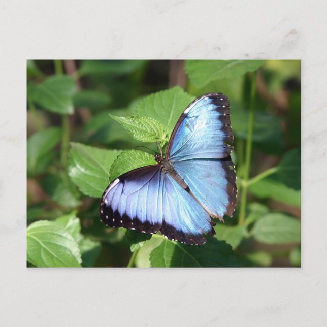 Postal mariposa (Anverso)