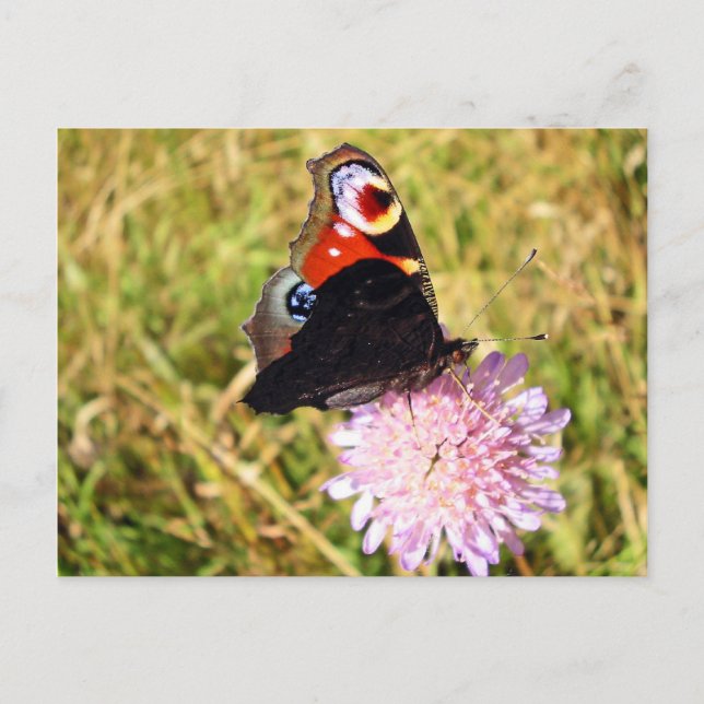 Postal Mariposa (Anverso)