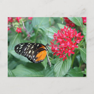 Postal Mariposa
