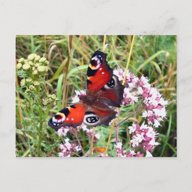 Postal Mariposa (Anverso)