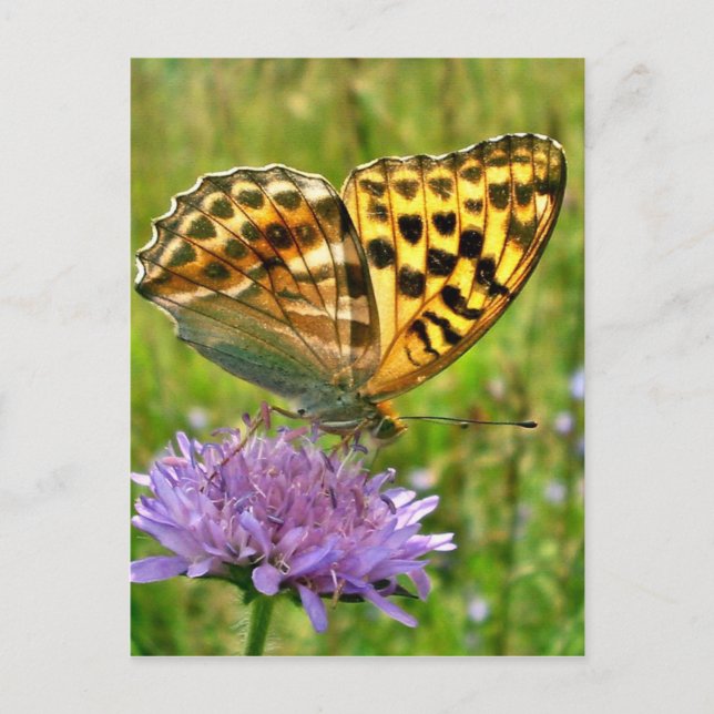 Postal Mariposa (Anverso)