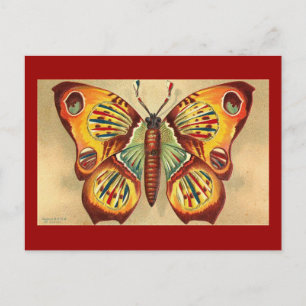 Postal Mariposa