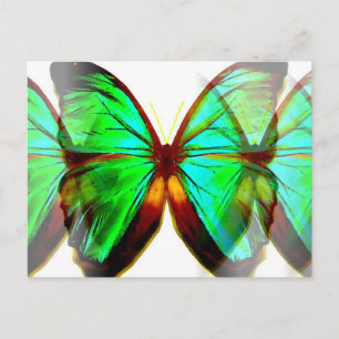 Postal Mariposa
