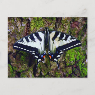 Postal Mariposa