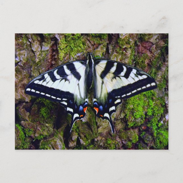 Postal Mariposa (Anverso)