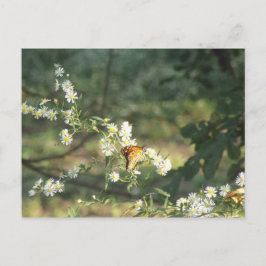 Postal Mariposa