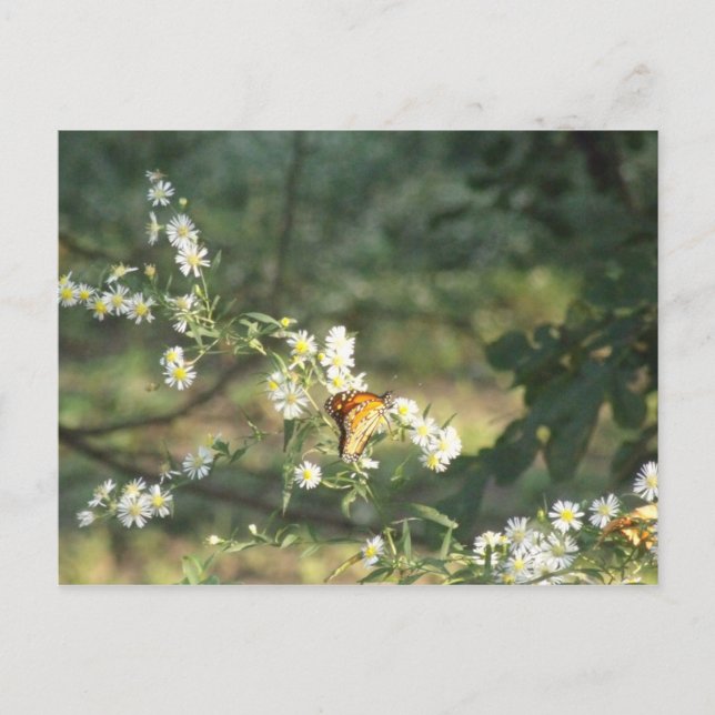Postal Mariposa (Anverso)