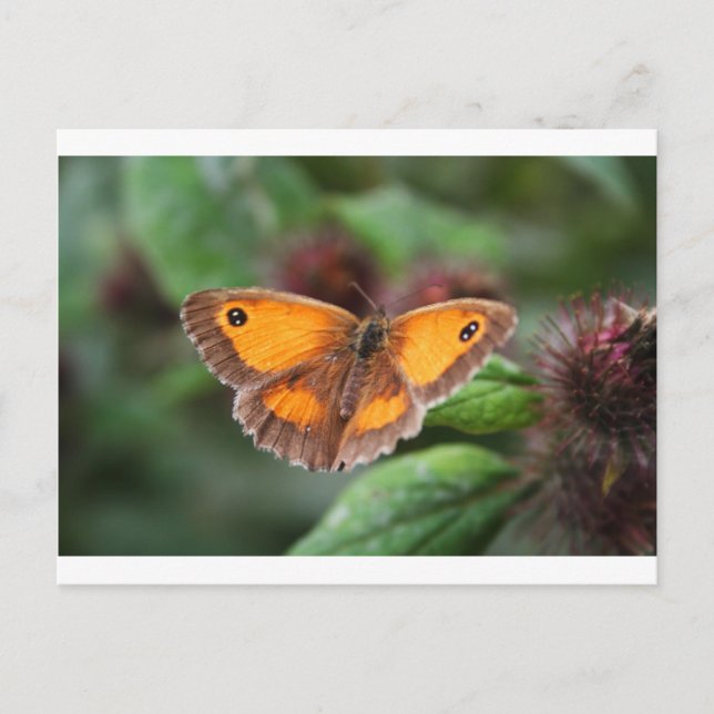 Postal Mariposa (Anverso)