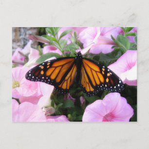 Postal mariposa