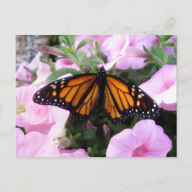 Postal mariposa (Anverso)