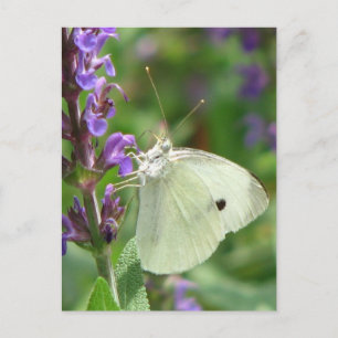 Postal Mariposa