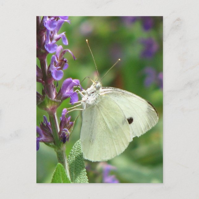 Postal Mariposa (Anverso)